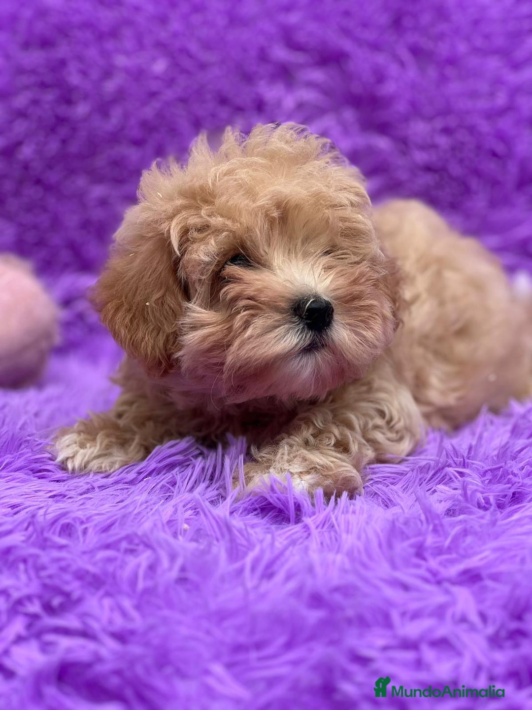 Maltipoo perros en venta: MALTIPOO TOY DISPONIBLES - Imagen 5