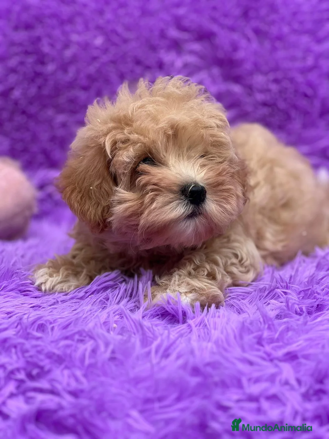Maltipoo perros en venta: MALTIPOO TOY DISPONIBLES - Anuncio 5