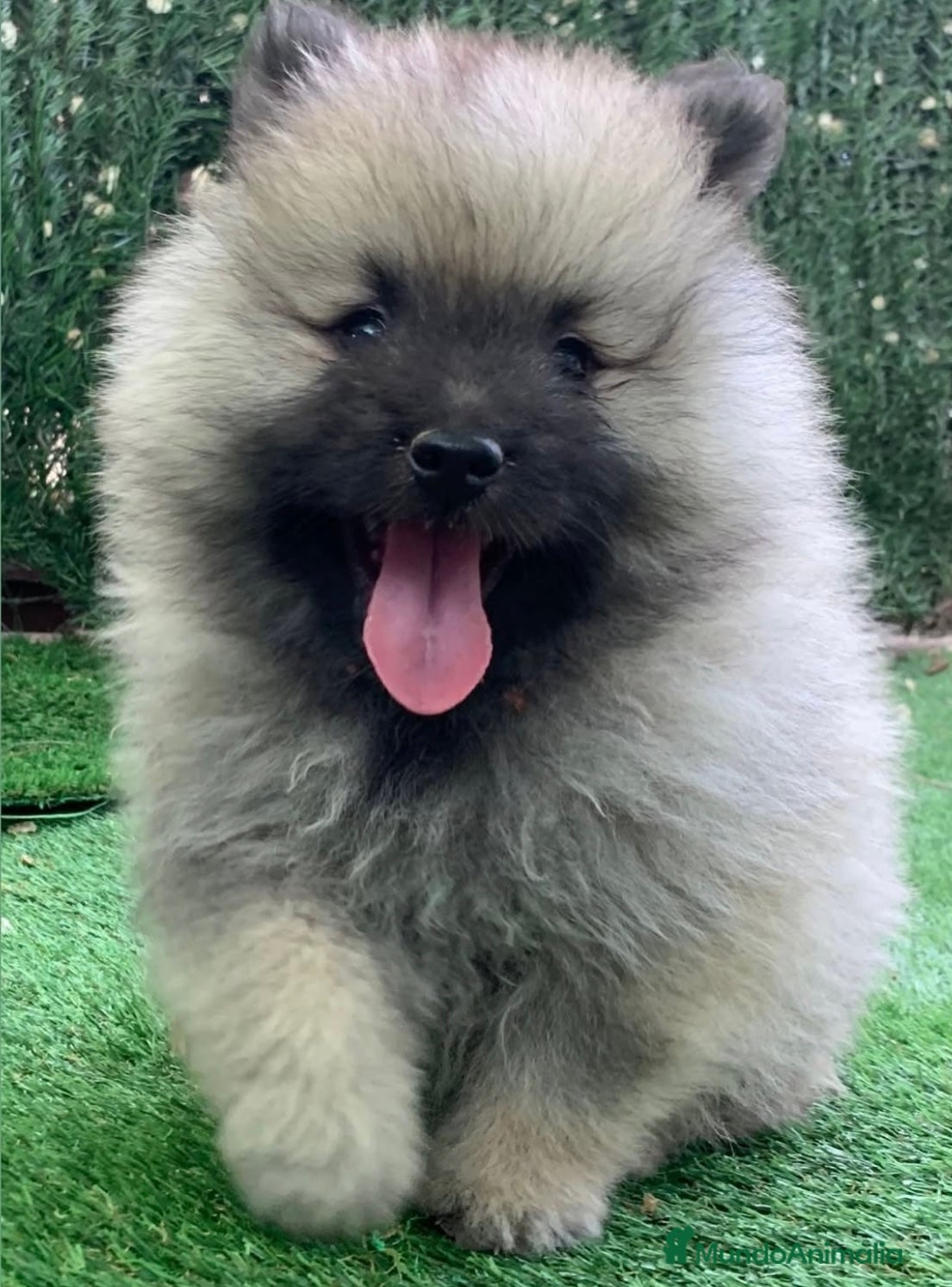 Spitz Lobo - Wolfsspitz perros Cachorros keeshond en Barcelona - Anuncio 1