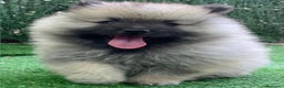Spitz Lobo - Wolfsspitz perros en venta: Cachorros keeshond en Barcelona - Anuncio 1