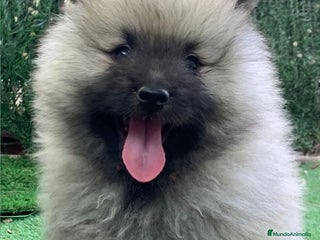 Spitz Lobo - Wolfsspitz perros Cachorros keeshond en Barcelona - Anuncio 1