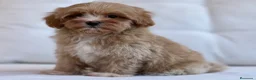 Maltipoo perros en venta: ESPECTACULAR OSITA DE MALTIPOO TOY - Anuncio 5