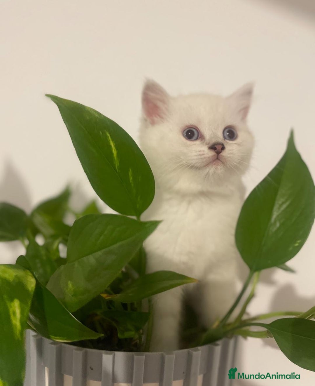 Británico de Pelo Corto gatos en venta: Macho British Blanco - Imagen 5