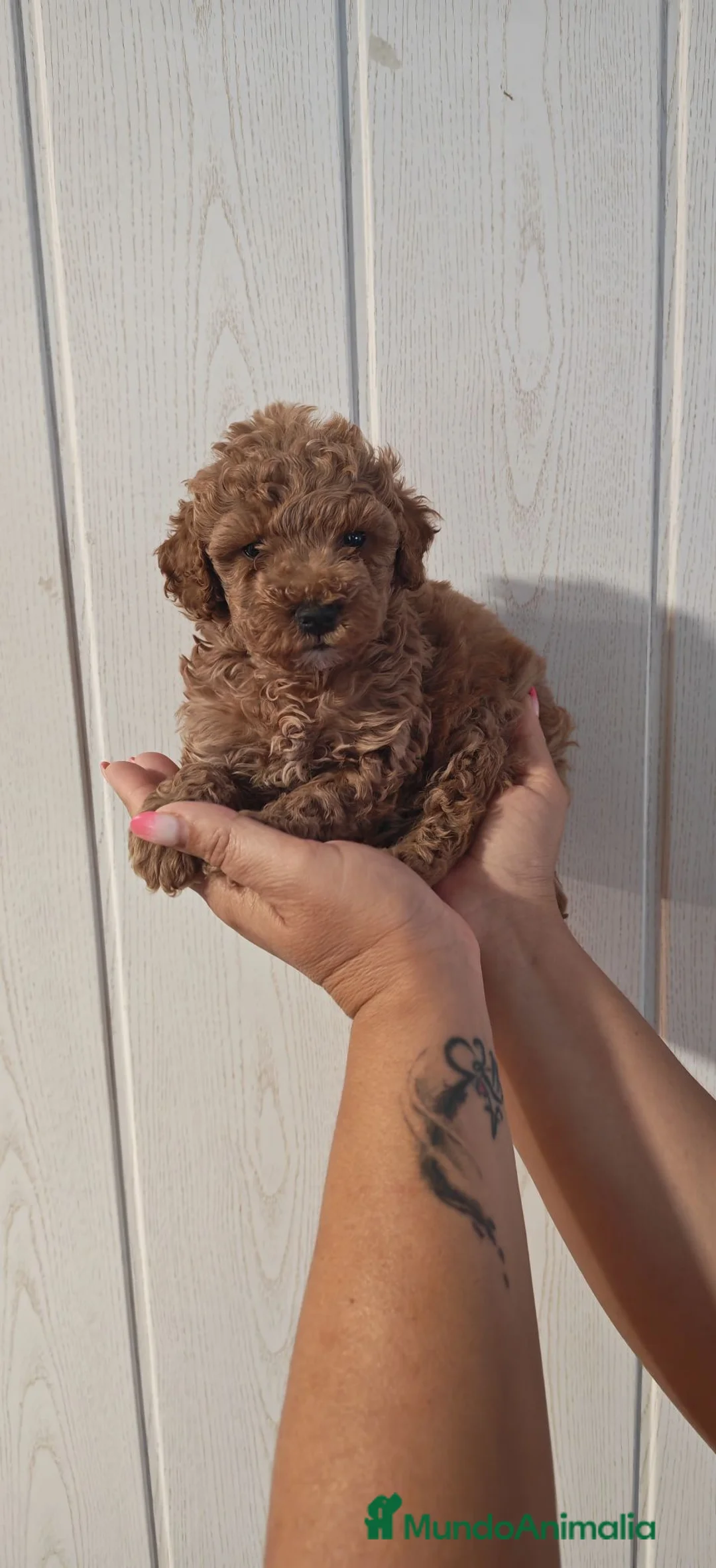 Caniche Toy perros en venta: ULTIMO Caniche Toy - Anuncio 2