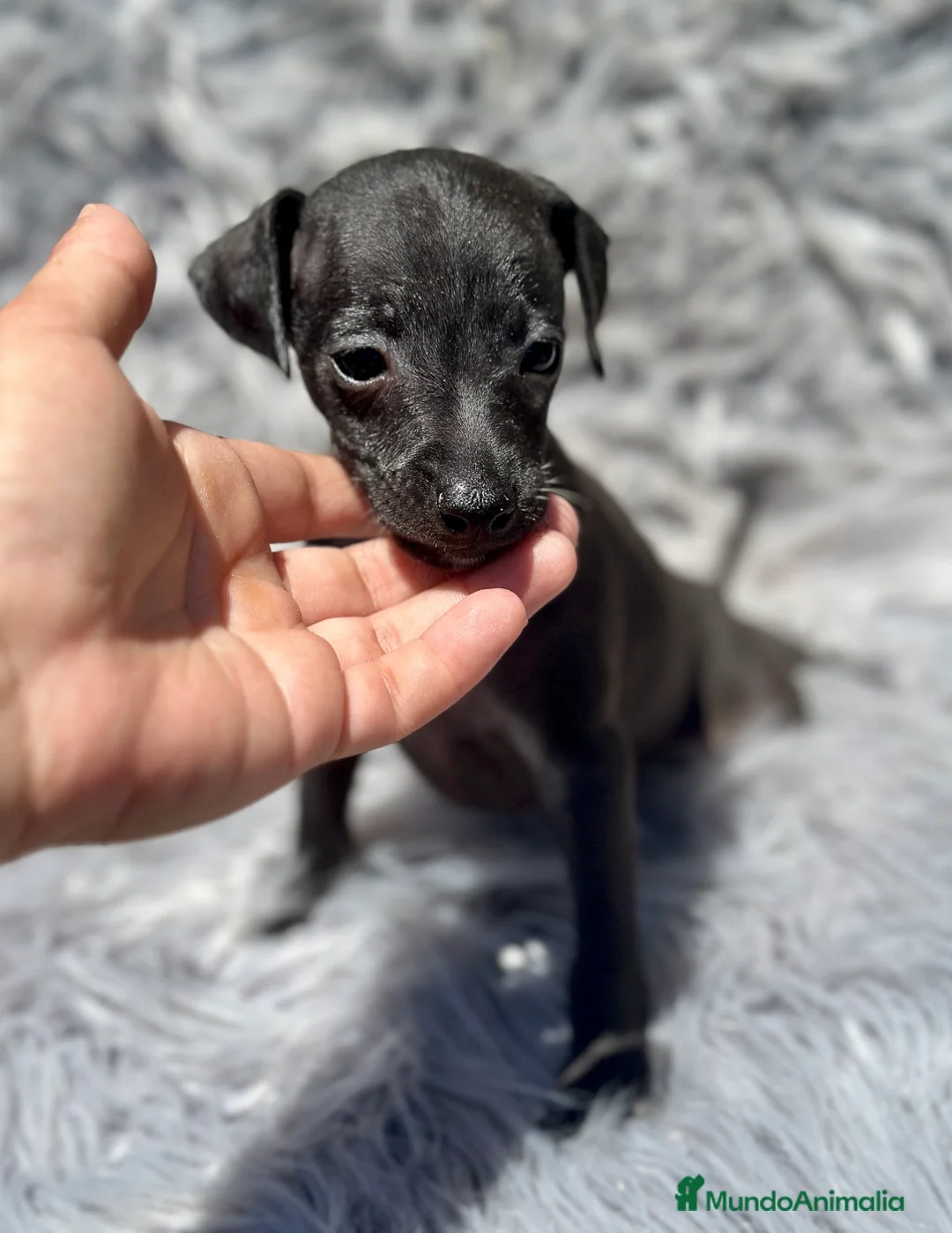 Pequeño Lebrel Italiano perros en venta: PICCOLO ITALIANO NEGROS - Anuncio 7