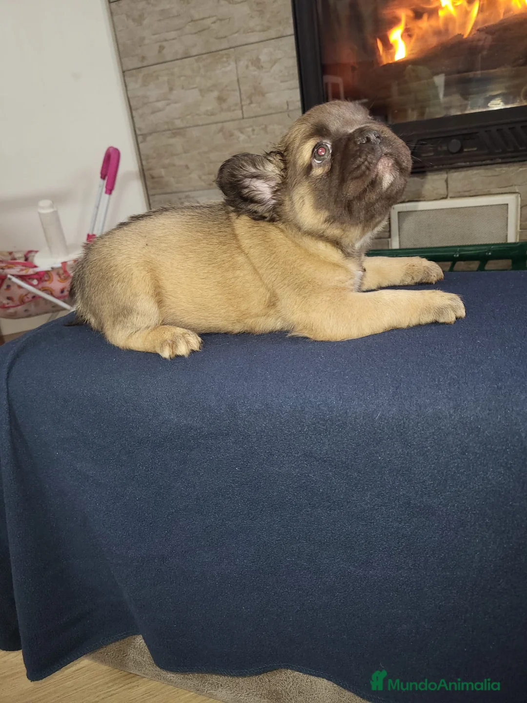 Bulldog Francés perros en venta: Cachorros de Bulldog frances fluffy macho y hembra - Anuncio 1