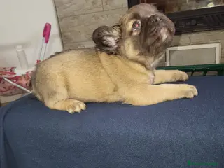 Bulldog Francés perros Cachorros de Bulldog frances fluffy macho y hembra - Anuncio 2