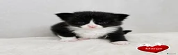 Maine Coon gatos en venta: Camada de gatitos maine coon - Anuncio 3