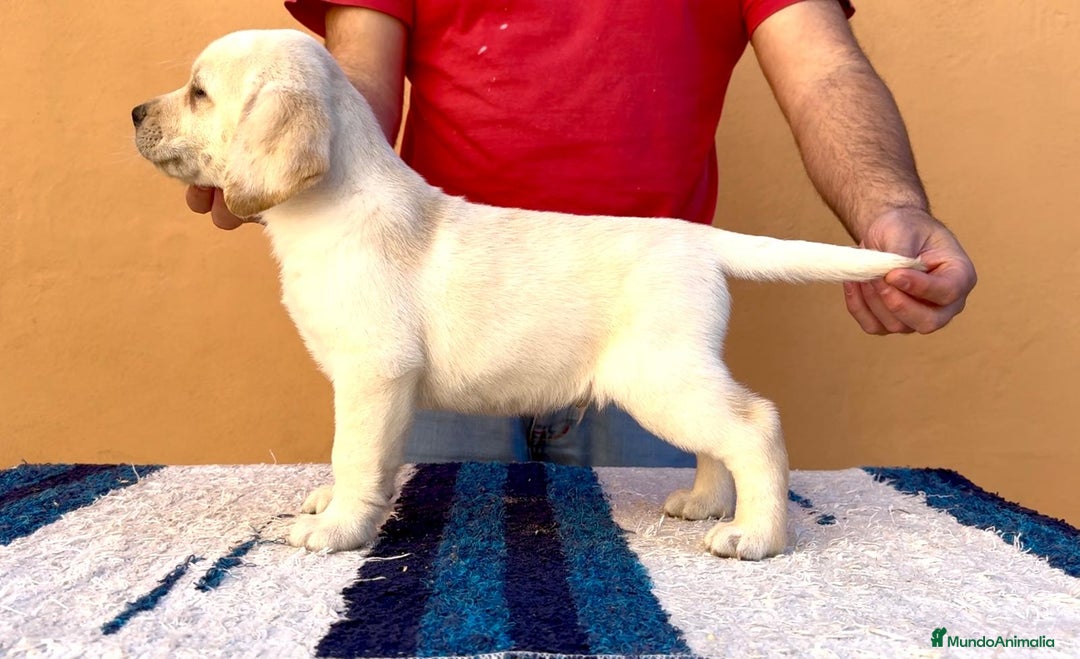 Labrador Retriever perros en venta: Labrador  - Anuncio 1