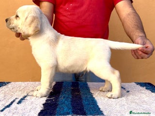 Labrador Retriever perros Labrador - Anuncio 3