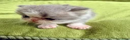 Persa gatos en venta: Macho persa bicolor - Anuncio 1