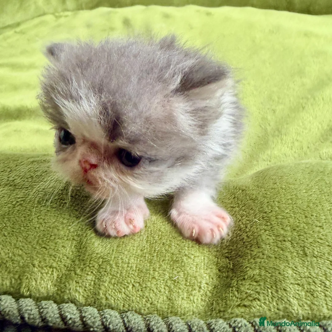 Persa gatos en venta: Macho persa bicolor - Anuncio 1