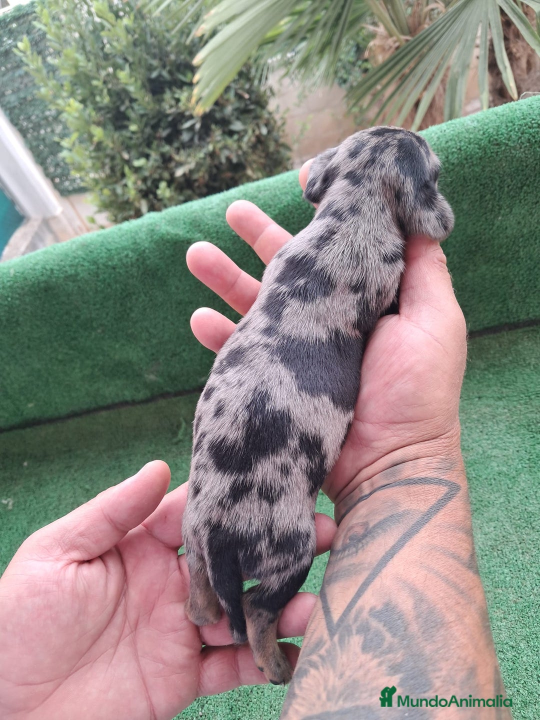Teckel Miniatura perros en venta: Teckel Miniatura  - Imagen 15
