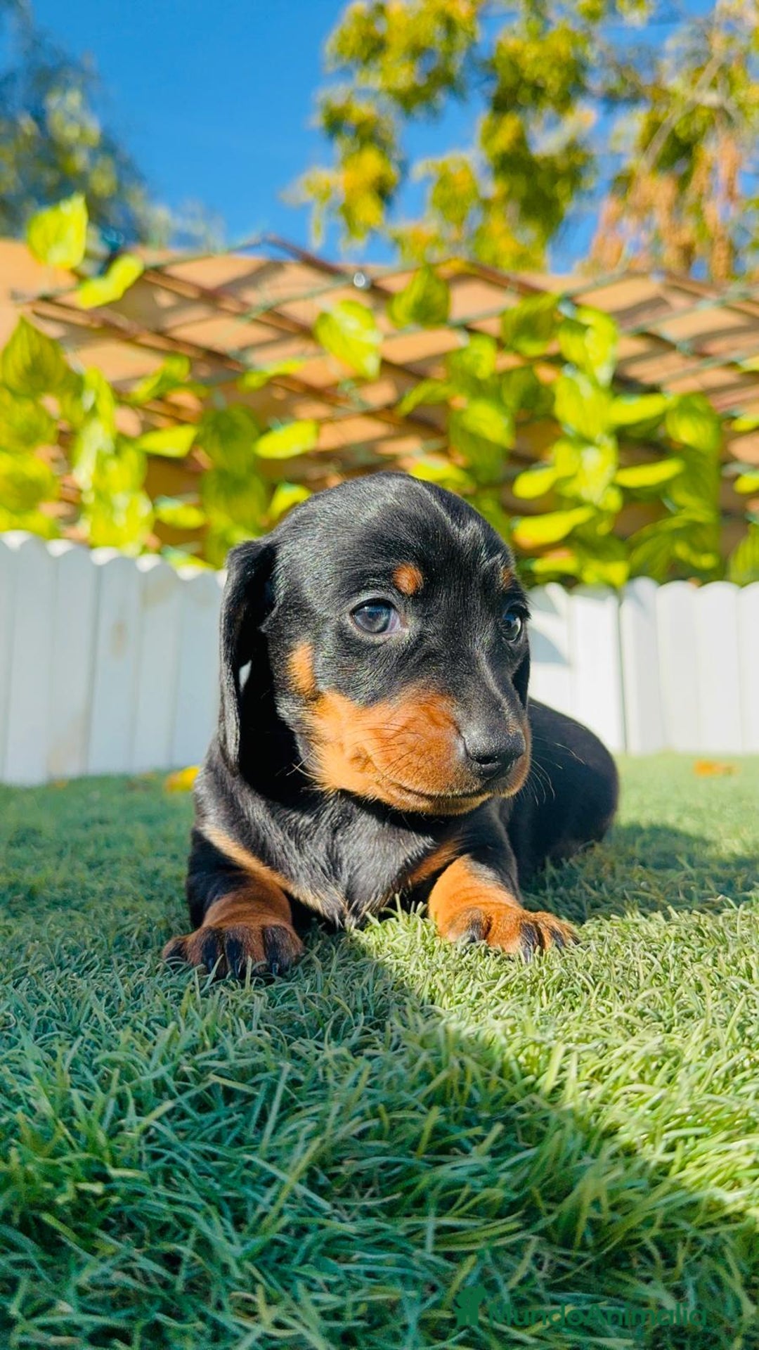 Teckel Miniatura perros en venta: TECKEL MINIATURA - Anuncio 11