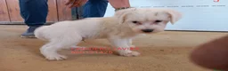 Perro Crestado Chino perros en venta: Crestados chinos - Anuncio 1