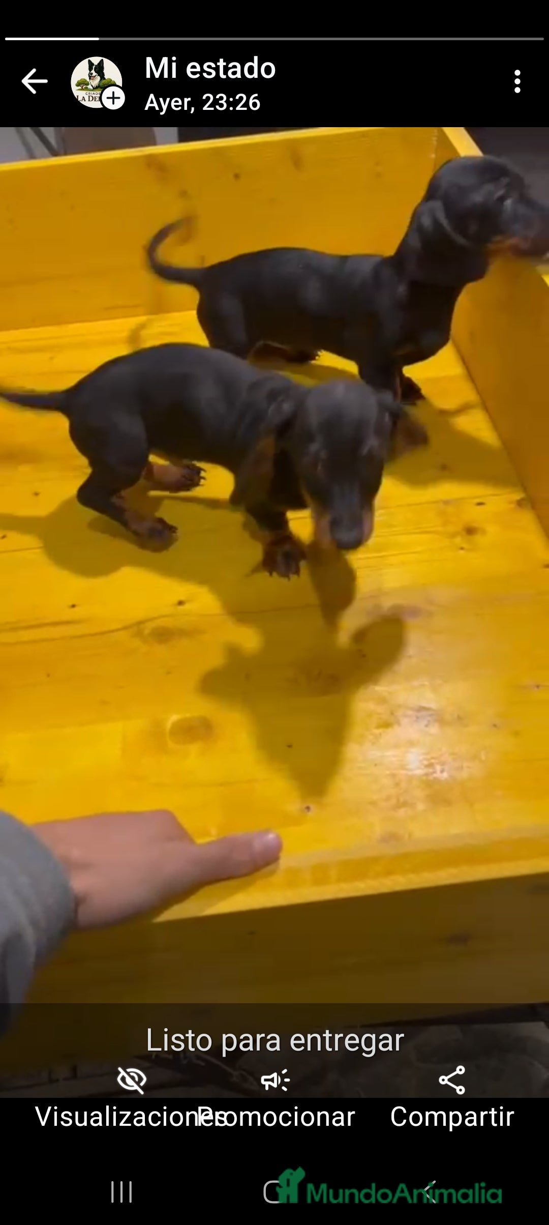 Teckel perros en venta: Excelentes cachorros Teckel  - Anuncio 1