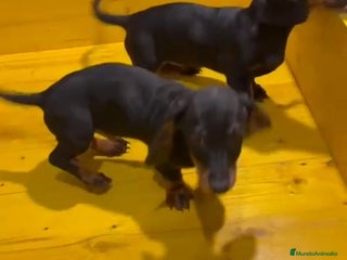 Teckel perros Excelentes cachorros Teckel - Anuncio 1