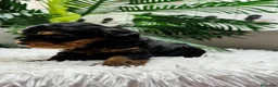 Maltipoo perros en venta: MALTIPOO 🎀 - Anuncio 10