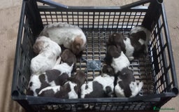 Épagneul Breton perros en venta: CACHORRO BRETON ♀️♂️ - Imagen 1