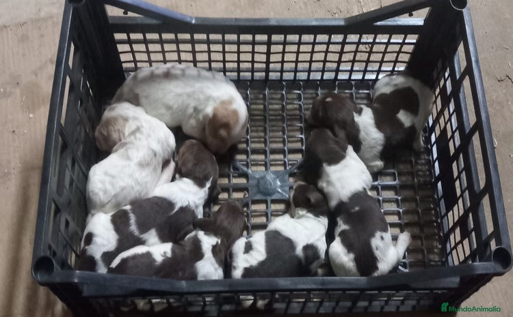 Épagneul Breton perros - Anuncio 1