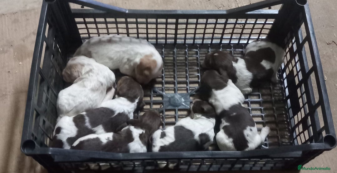 Épagneul Breton perros en venta: CACHORRO BRETON ♀️♂️ - Imagen 1