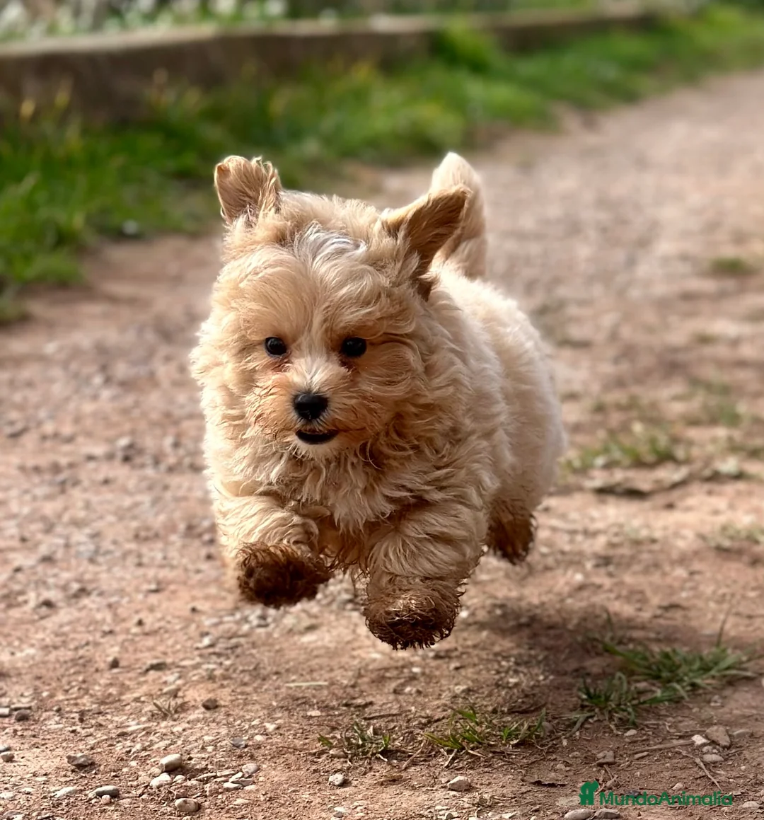 Maltipoo perros en venta: ÚLTIMO MALTIPOO TOY DISPONIBLE! en Barcelona - Anuncio 4