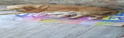 Golden Retriever perros en venta: Golden Retriever  - Anuncio 1