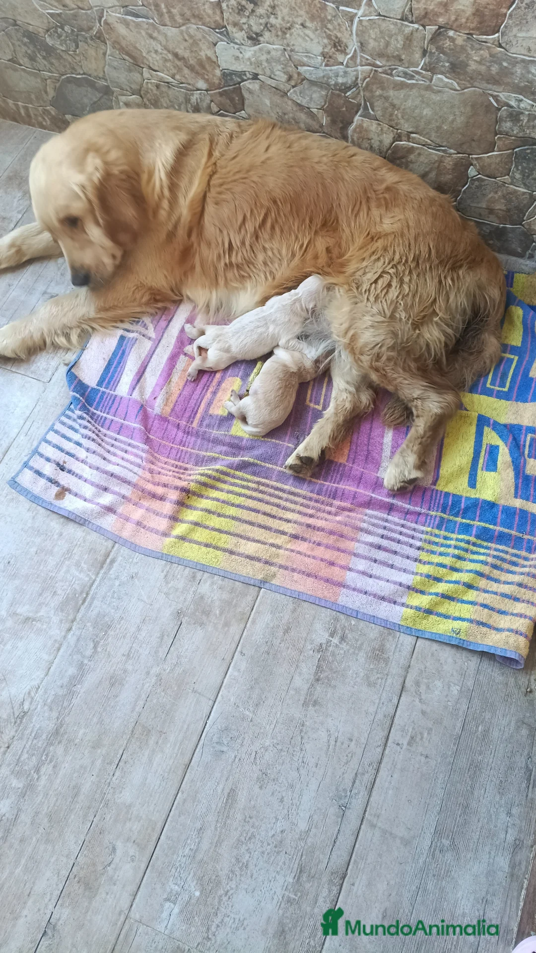 Golden Retriever perros en venta: Golden Retriever  - Anuncio 1