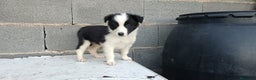 Border Collie perros en venta: Border collie  - Anuncio 6