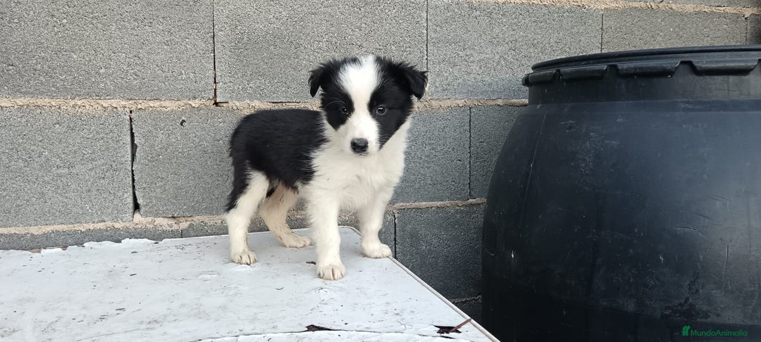 Border Collie perros en venta: Border collie  - Anuncio 6