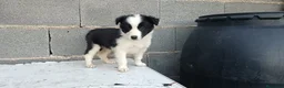 Border Collie perros en venta: Border collie  - Anuncio 6