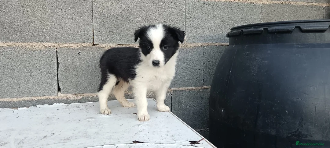 Border Collie perros en venta: Border collie  - Anuncio 6