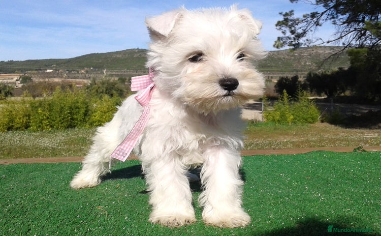 Schnauzer Miniatura perros - Anuncio 5