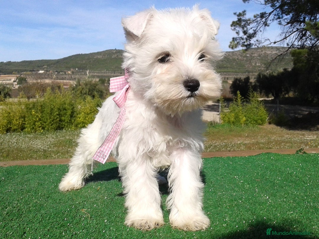 Schnauzer Miniatura perros en venta: Espectacular schnauzer mini blanca - Imagen 1