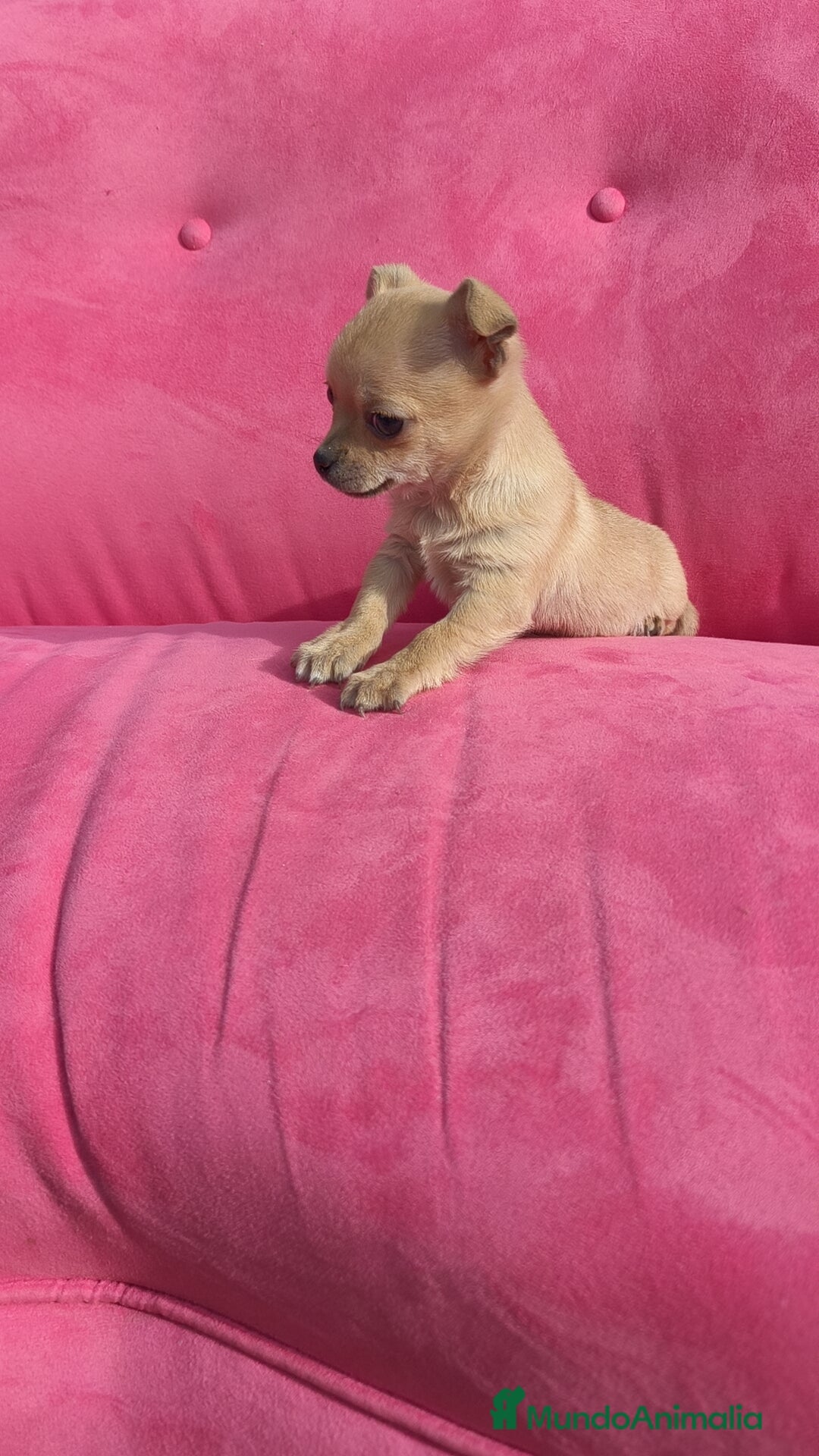 Chihuahua perros Chihuahua hembra disponible  - Anuncio 5