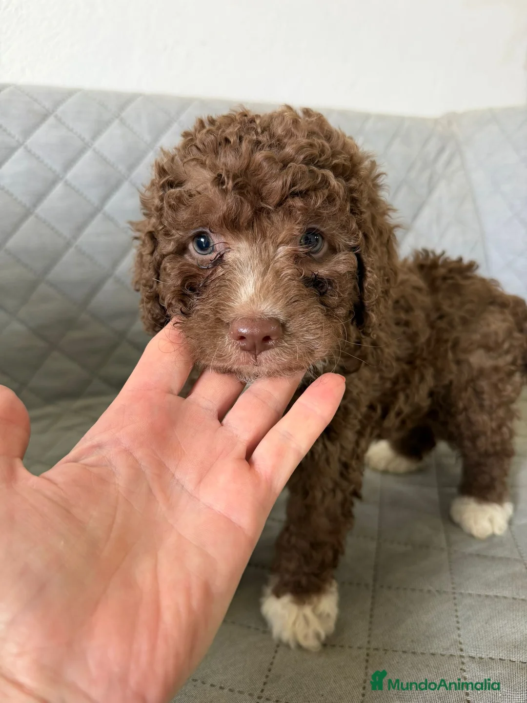 Perro de Agua Español perros en venta: PERRA DE AGUA  - Anuncio 2