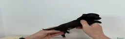 Chihuahua perros en venta: Chihuahuas muy toys en Alicante - Anuncio 3