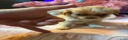 Chihuahua perros en venta: Chihuahua toy pelo largo  - Anuncio 20