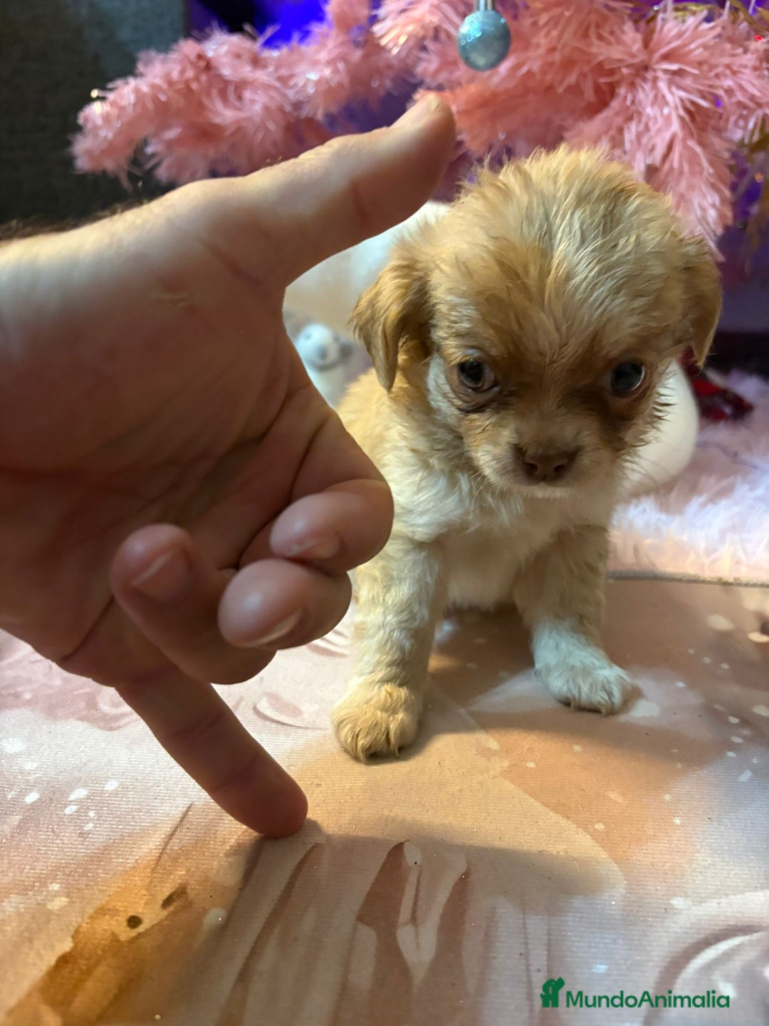 Chihuahua perros en venta: Chihuahua toy pelo largo  - Anuncio 20