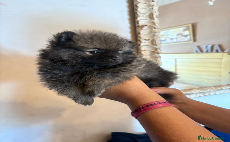 Pomerania perros - Anuncio 16