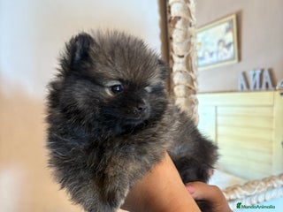 Pomerania perros - Anuncio 38