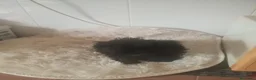 Perro de Agua Español perros en venta: Perro de agua  - Anuncio 3