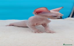 Sphynx gatos en venta: Preciosa camada de gatitos sphynx  - Imagen 4