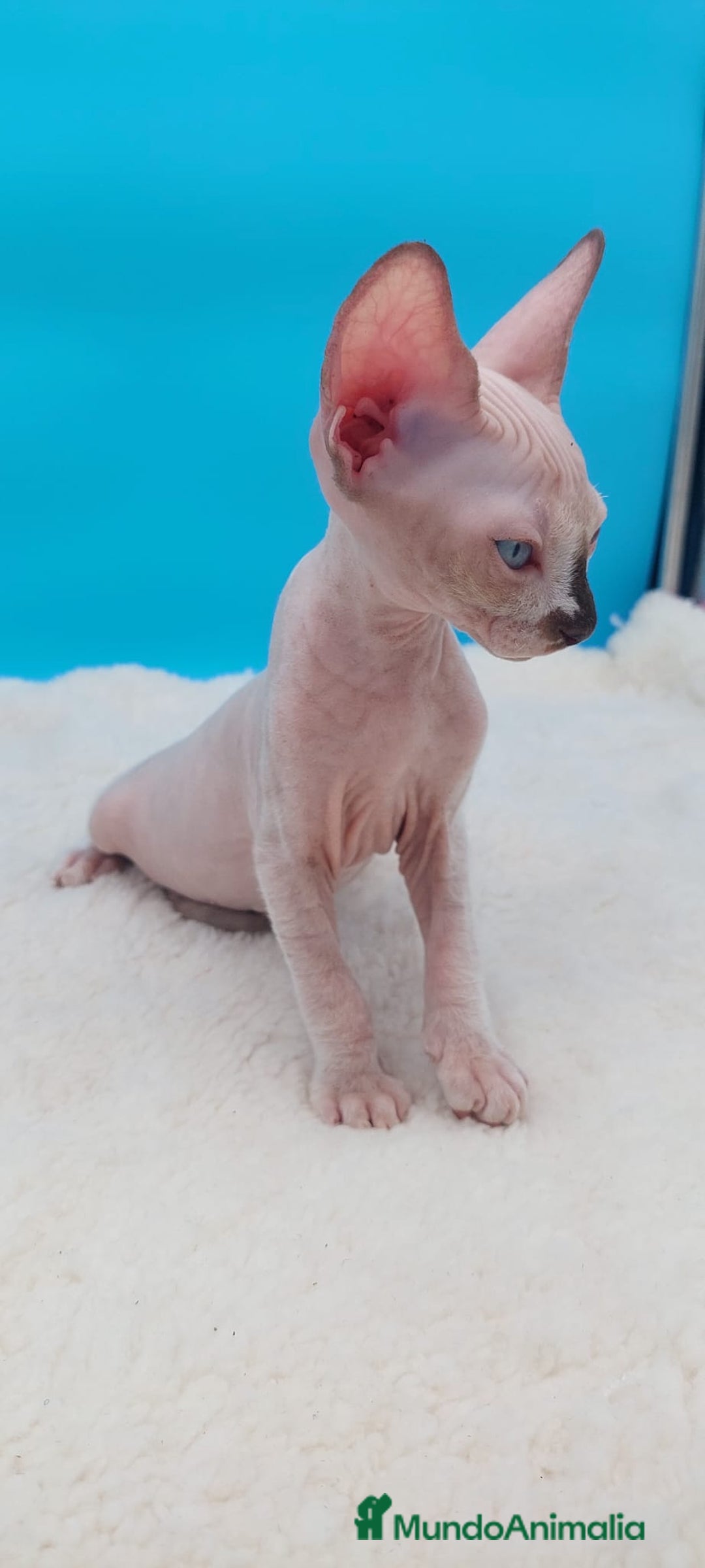 Sphynx gatos en venta: Preciosa camada de gatitos sphynx  - Imagen 4