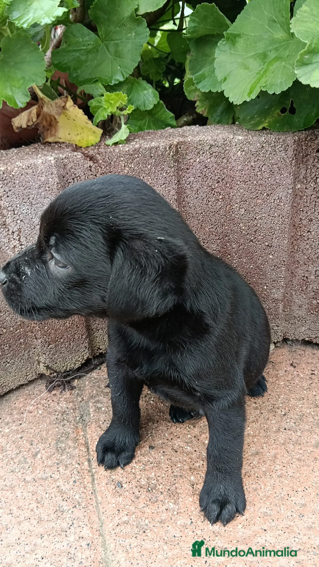 Labrador Retriever perros en venta: Labrador retriever negro - Anuncio 4