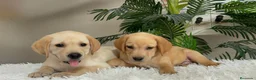 Labrador Retriever perros en venta: LABRADOR RETRIEVER  - Anuncio 14