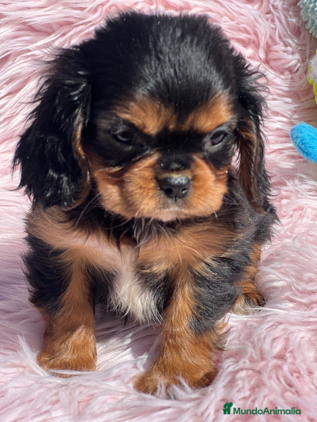 Cavalier King Charles Spaniel perros en venta: Cavalier bicolor  - Imagen 4
