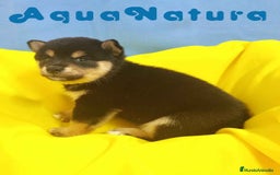 Shiba Inu perros en venta: Camada Shiba Inu de Mar y Silvio AQUANATURA - Imagen 8