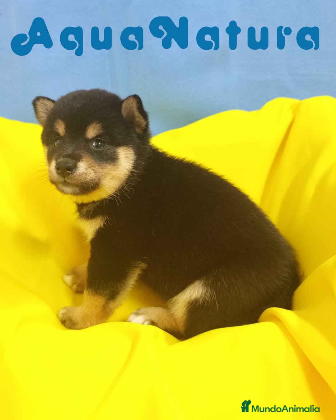 Shiba Inu perros en venta: Camada Shiba Inu de Mar y Silvio AQUANATURA - Imagen 8