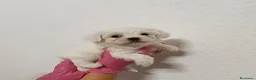 Bichón Maltés perros en venta: Bichón maltés  - Anuncio 4